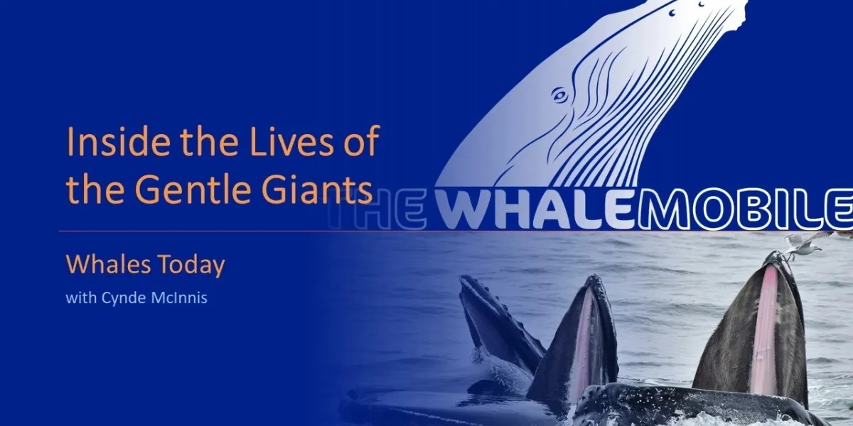 Week 4: Whales Today