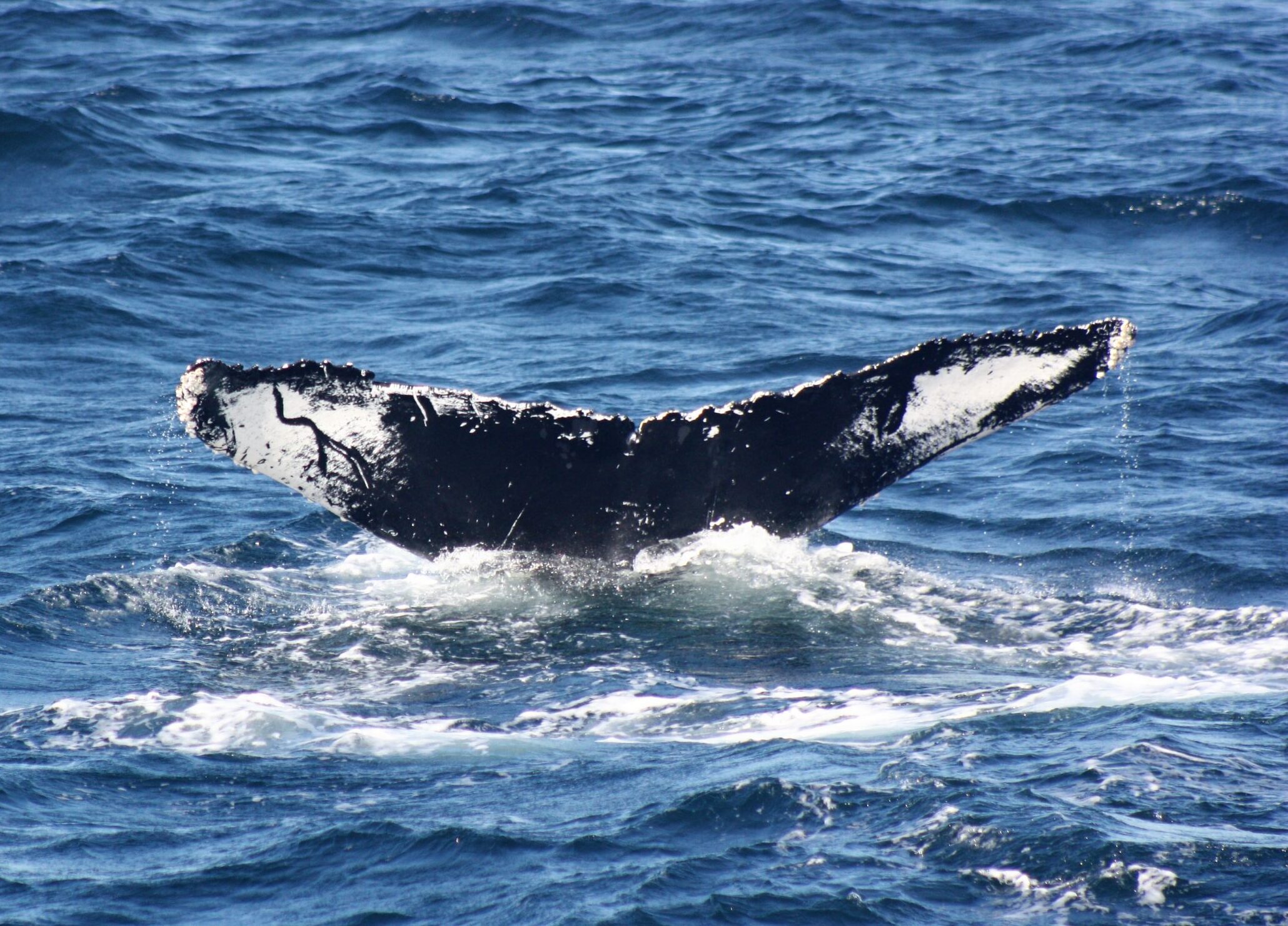 Nile, an adult female humpback whale in the North Atlantic