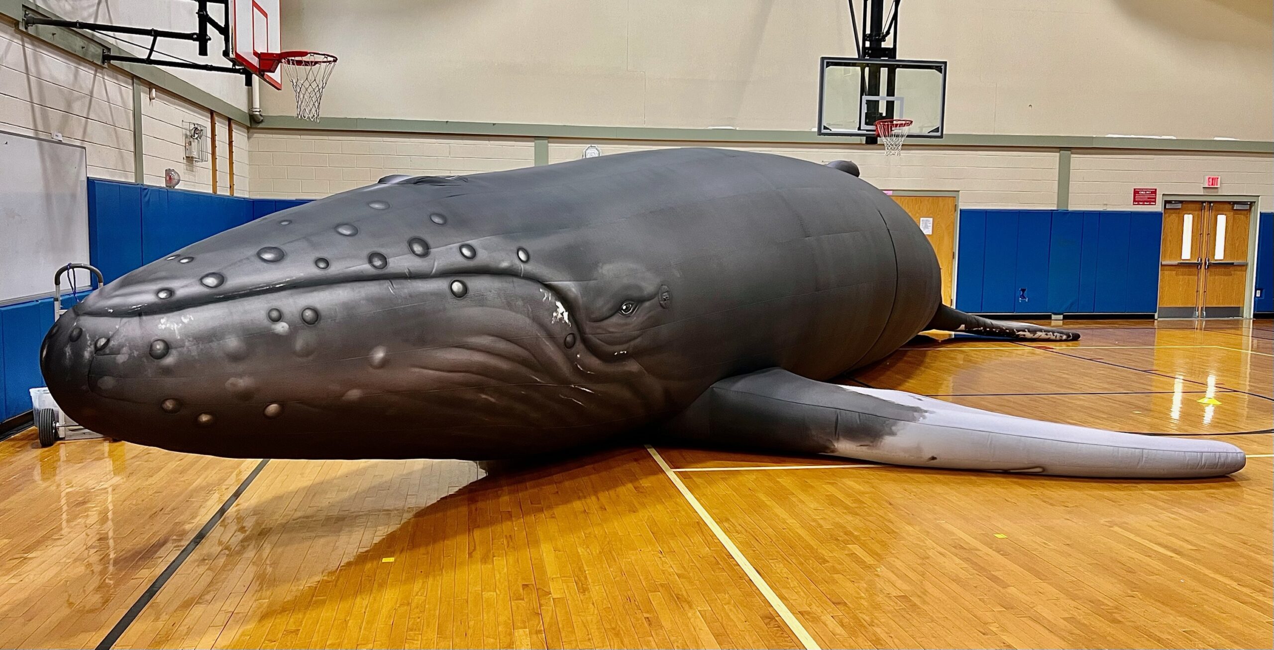 Students collaborating with the Whalemobile
