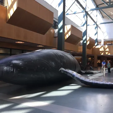 Interview with Elizabeth Preston, inflatable whale on truck