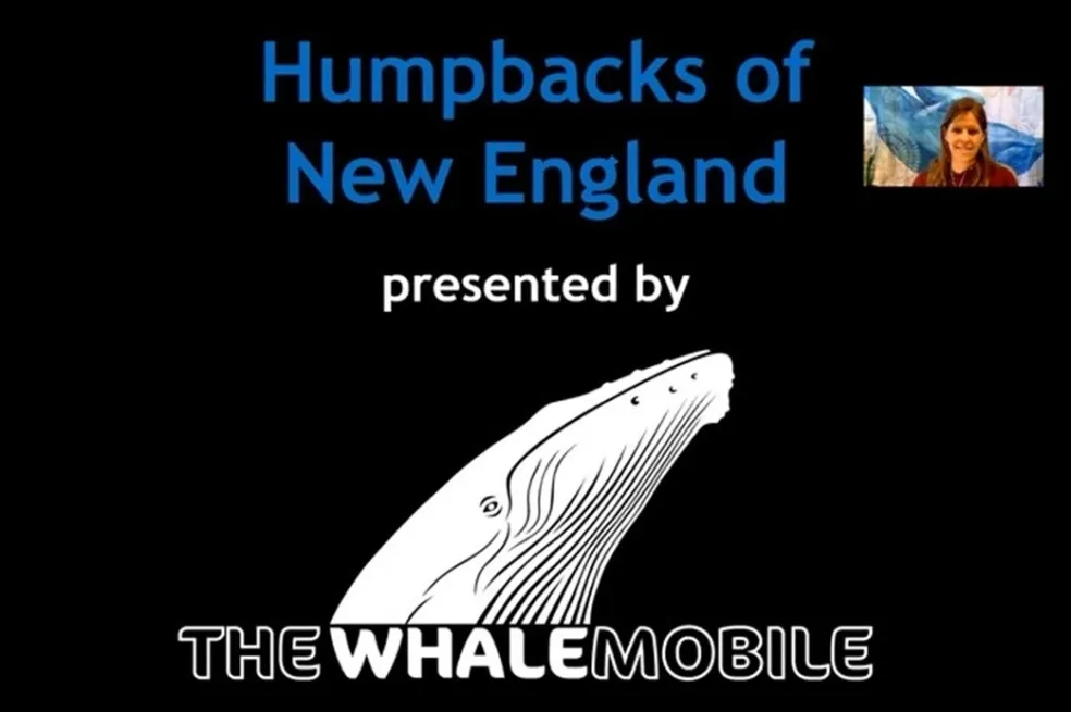 Virtual Whalemobile program