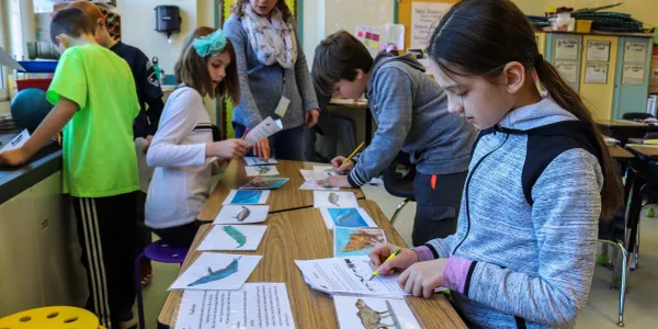 Students exploring classroom stations on baleen, teeth, and evolution