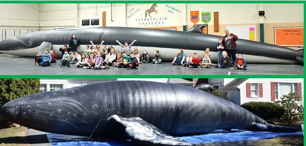 Full-sized inflatable humpback whale outside a school